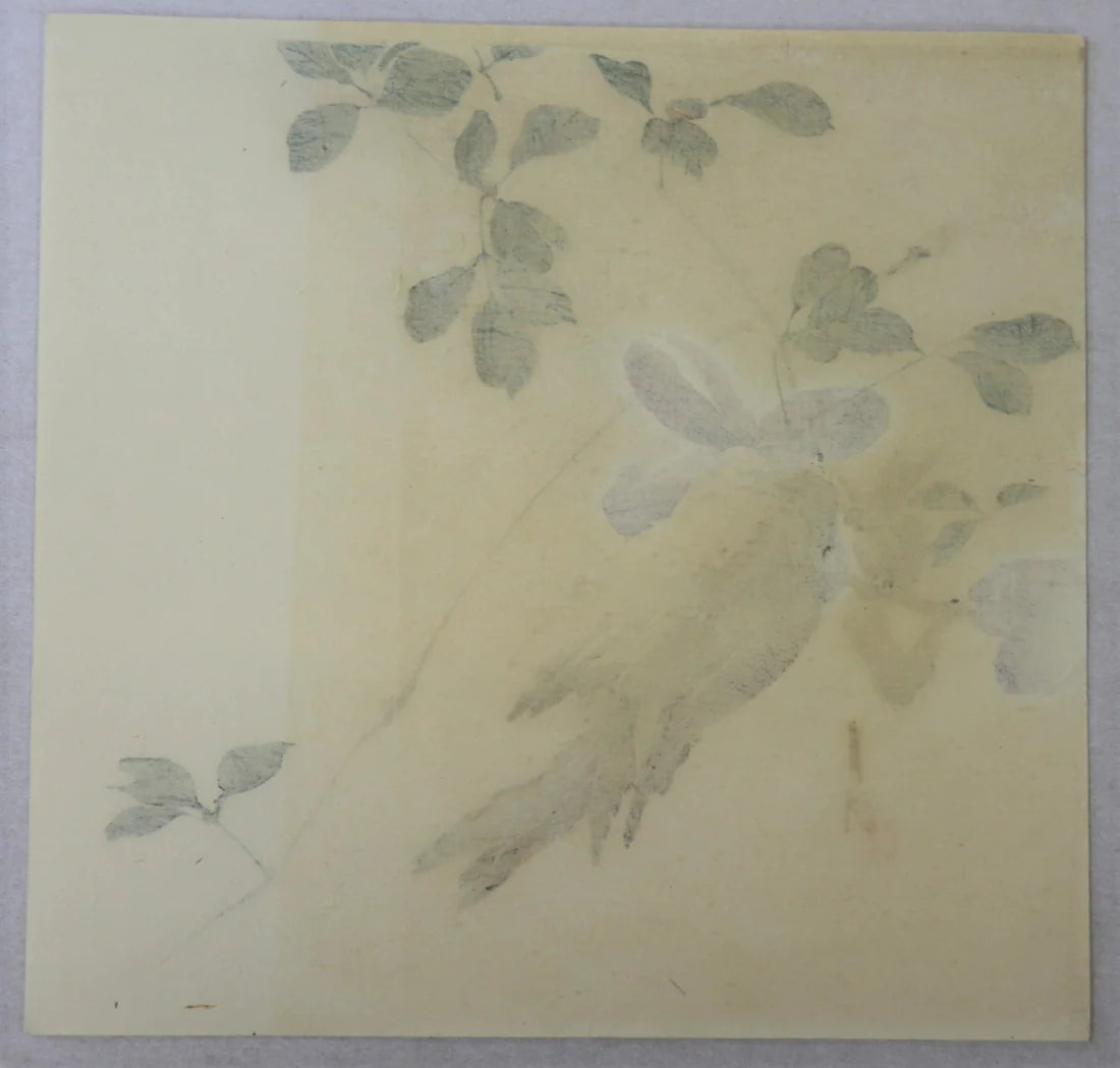 Gekko "Sparrow feeding"