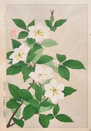 Kawarazaki Shodo"Cape Jasmine"