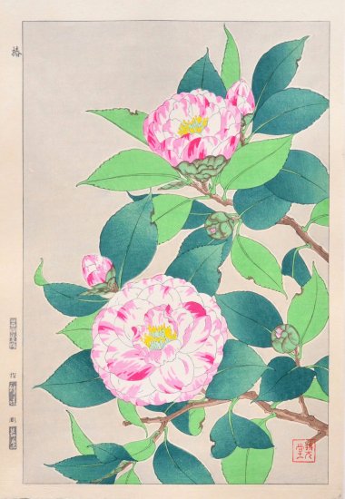 Kawarazaki Shodo "Camellia (white)"