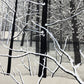 KAYAMA MATAZO "Snow"