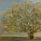 HOSHI JOICHI "Big Tree"