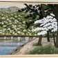 Ido Masao "Spring Arashiyama"