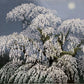 Sano Seiji "Moonlight"