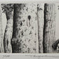 TANAKA RYOHEI "cicada"