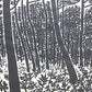 Sasajima Kihei "Late summer"