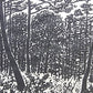 Sasajima Kihei "Late summer"
