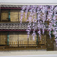 IDO MASAO "Gion Shun'ei"