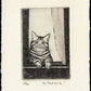 Nakai Takeshi "A cat through the window."