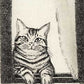Nakai Takeshi "A cat through the window."