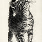 Nakai Takeshi "American Shorthair 2020"