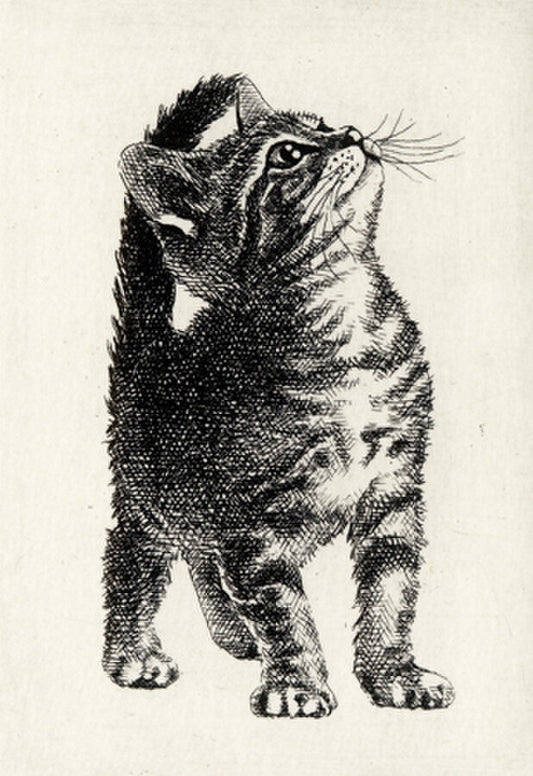 Nakai Takeshi "American Shorthair 2020"