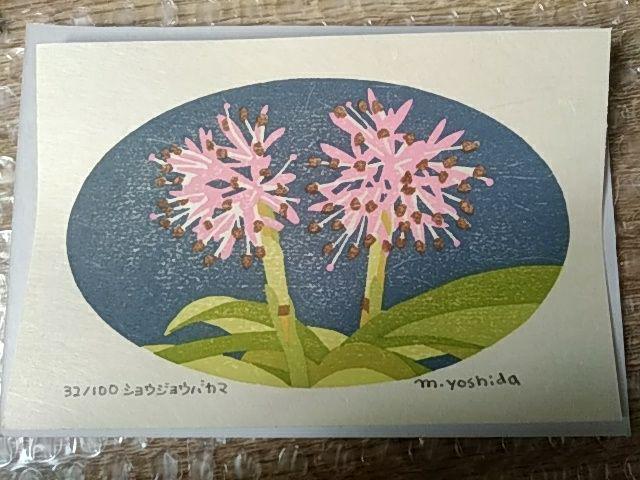 Yoshida Masaki "Flower series Heloniopsis orientalis"