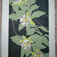 Yoshida Masaki  "Hyakka-fu Series Asian Ginseng"
