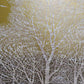 Nishida Tadashige "White Tree(4)"