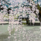 Sano Seiji "Ouka Sanboin"