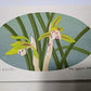 Yoshida Masaki  "Flower Series 5 Sets B"