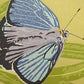 Yoshida Masaki "Butterfly series Green-winged Teal"