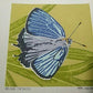 Yoshida Masaki "Butterfly Series 6sets B "