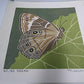 Yoshida Masaki "Butterfly Series 6sets B "