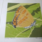 Yoshida Masaki "Butterfly Series 6sets B "