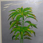 Nishida Tadashige "Leaf Cock's Head (Silver)"
