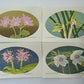 Yoshida Masaki "DAEN Flower Series 4 sets"