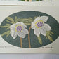 Yoshida Masaki "DAEN Flower Series 4 sets"