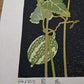 Yoshida Masaki "Cucumber"