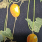 Yoshida Masaki "Cucumber"