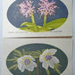 Yoshida Masaki "DAEN Flower Series 10 SETS"