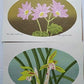 Yoshida Masaki "DAEN Flower Series 10 sets"