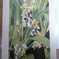 Yoshida Masaki "Hyakka-fu Shell Ginger"