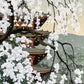 IDO MASAO "first real spring in Japan"