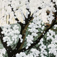 IDO MASAO "first real spring in Japan"