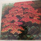IDO MASAO "Autumn in Koetsuji Temple"