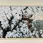 IDO MASAO "first real spring in Japan"