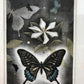 Koichi Sakamoto "butterfly vision"