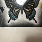 Koichi Sakamoto "butterfly vision"
